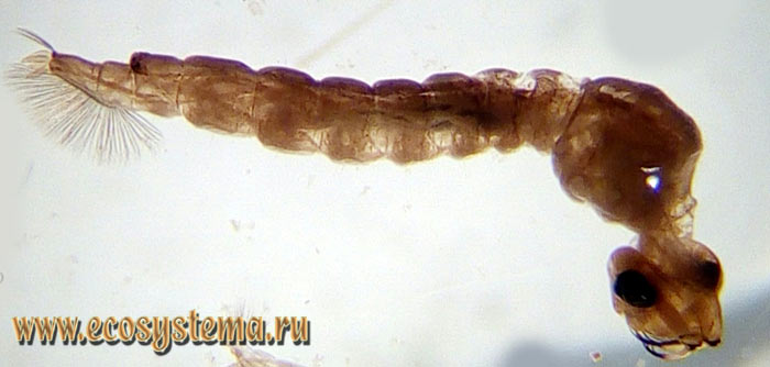 Фото 1. Личинка криофилы лапландской (Cryophila lapponica)