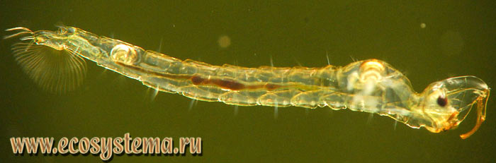 Фото 2. Личинка коретры, или хаоборуса (род Chaoborus)