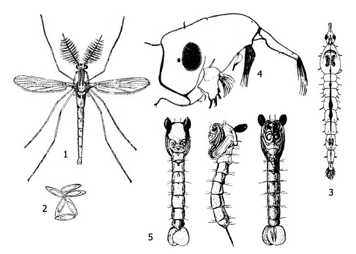 Рис. 1. Перистоусый комарик, или коретра, или хаоборус (род Chaoborus): 1 - имаго, самец, 2 - яйца, 3 - личинка, 4 - голова личинки, 5 - куколки (слева направо: вид сверху, вид сбоку, вид снизу)