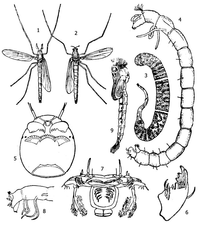 Рис. 1. Комар-звонец опушенный, или мохнатоусый (Chironomus plumosus): 1 - имаго самец, 2 - имаго самка, 3 - кладка яиц, 4 - личинка, 5 - голова личинки (вид снизу), 6 - жвала, 7 - верхняя губа личинки, 8 - задний конец тела личинки, 9 - куколка