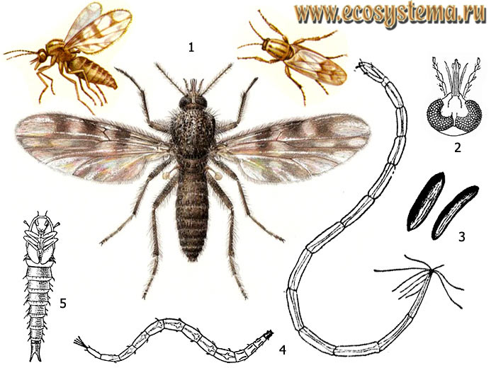Рис. 1. Мокрецы Culicoides: 1 - имаго, 2 - голова самки и ее ротовые органы, 3 - яйца, 4 - личинки, 5 - куколка