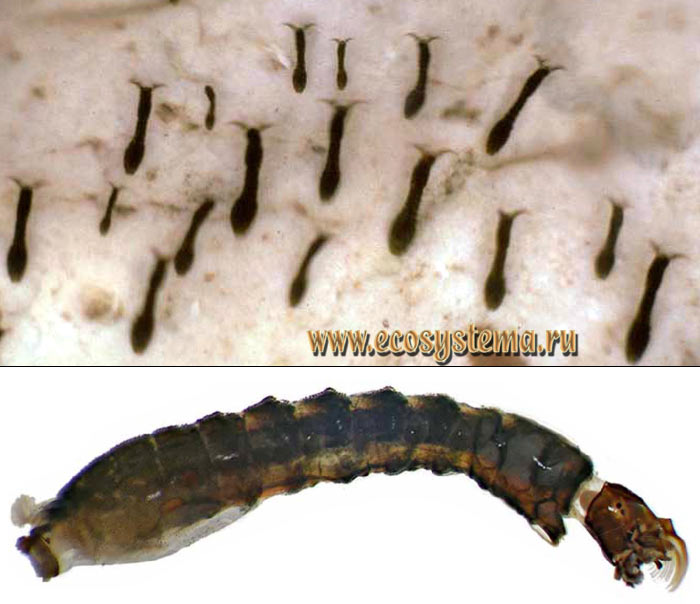 Фото 2. Личинки мошек (род Simulium), прикрепленные к субстрату, (вверху) и личинка крупным планом