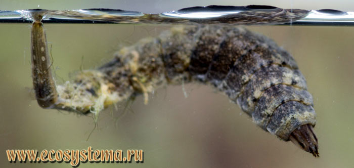 Фото 2. Личинки львинки (Stratiomys sp.) в процессе дыхания