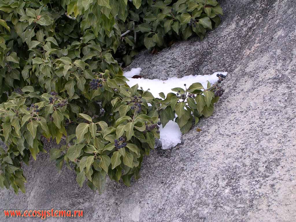 Плющ обыкновенный (Hedera helix): генеративные побеги с плодами
(форма листьев отличается от лопастных вегетативных)