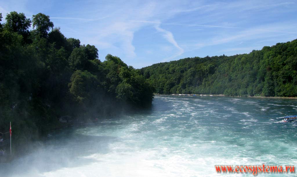 Река Рейн (ниже Рейнского водопада) в окружении широколиственных лесов. г.Нойхаузен, кантон Шаффхаузен, Швейцария на границе с Германией