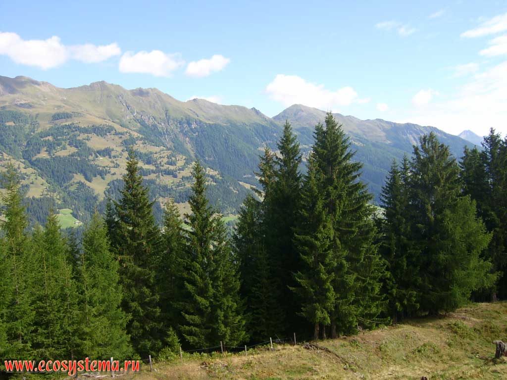 Coniferous spruce forests near upper forest zone border at an altitude of about 1800 m above sea level. High-altitudinal zonation is visible in the distance: coniferous forests change with the area of subalpine meadows. Hohe Tauern National Park, Carinthia, southern Austria