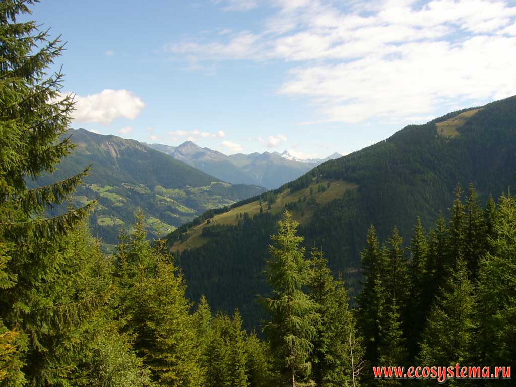 The zone of the dark coniferous forests (spruce) in the Eastern Alps at an altitude of about 1800 m above sea level. Far away - tops of a mountain range of the Hohe Tauern peaks with a heights of about 3500 m above sea level. Hohe Tauern National Park, Carinthia, southern Austria