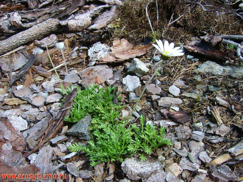Цветущая дендрантема (род Dendranthema, семейство Астровые - Asteraceae) в еловом темнохвойном лесу. Высота около 2000 м над уровнем моря. Земля Каринтия, южная Австрия
