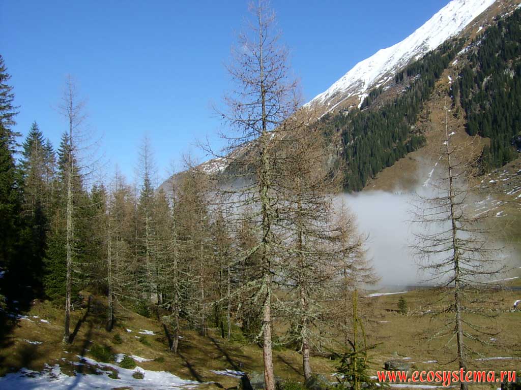 Light coniferous forests (larch) in the upper zone of high-altitude forests on the northern slope of Hohe Tauern mountain range (the cloud rises from the valley). The height is about 2000 m above sea level. Hohe Tauern National Park, Carinthia, southern Austria