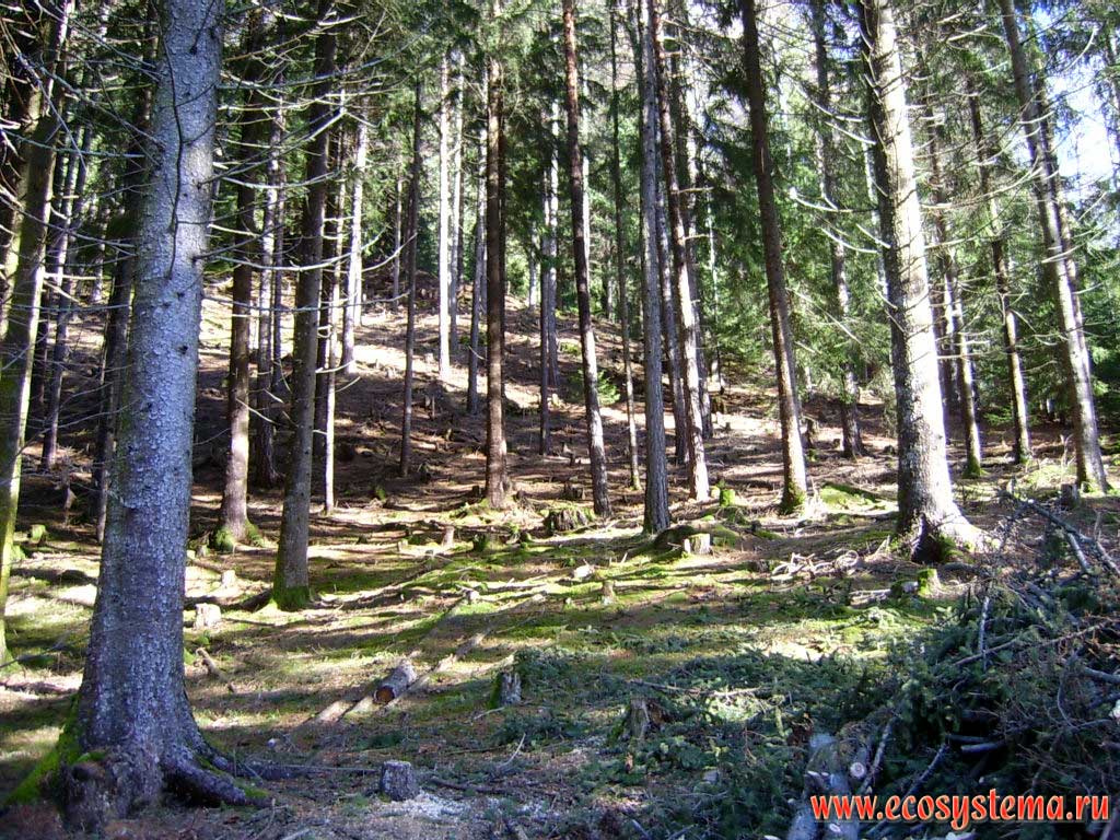 Темнохвойный лес (еловый, ельник) зеленомошный на склонах горного массива Высокий Тауэрн (Hohe Tauern). Окрестности деревни Айнет (Ainet), национальный парк Высокий Тауэрн (Hohe Tauern National Park), земля Тироль, южная Австрия