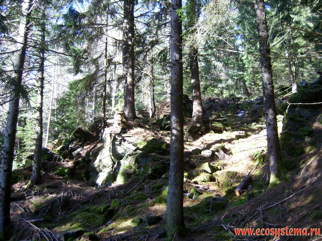 Темнохвойный лес (еловый, ельник) зеленомошный на склонах горного массива Высокий Тауэрн (Hohe Tauern). Окрестности деревни Айнет (Ainet), национальный парк Высокий Тауэрн (Hohe Tauern National Park), земля Тироль, южная Австрия