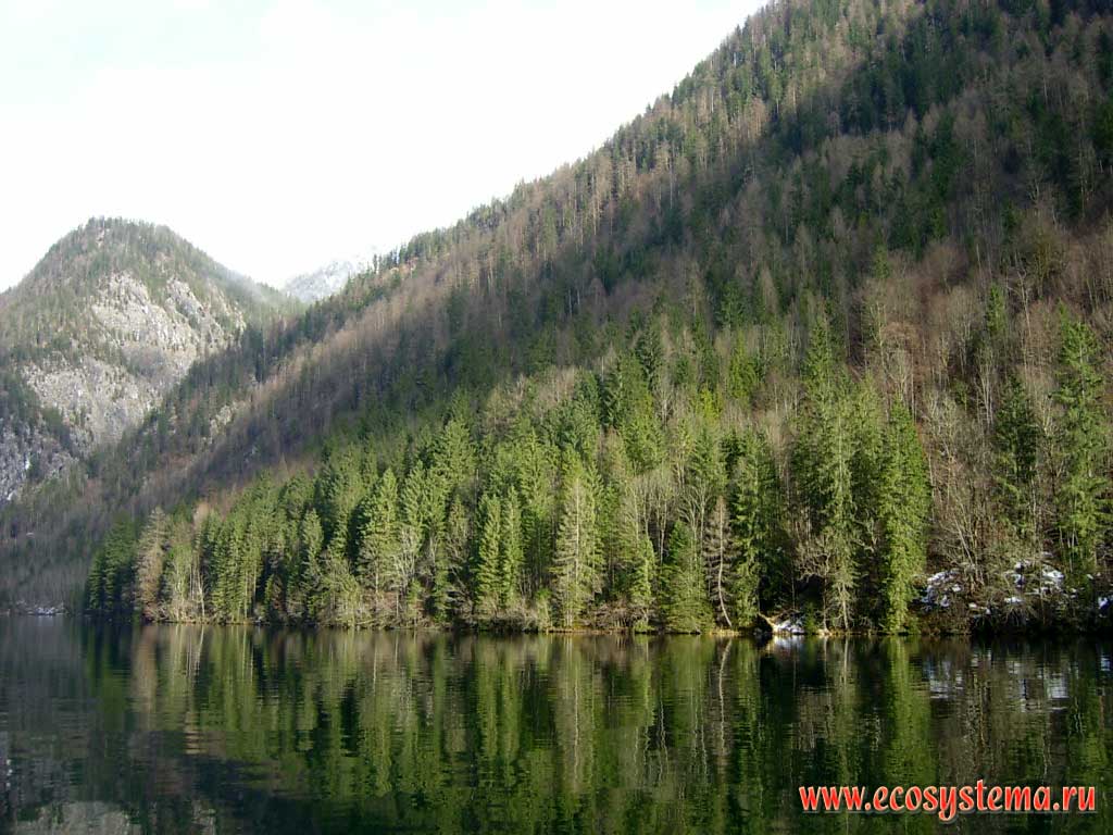 Смешанные леса (ель, дуб) на берегах озера Кёнигзее (Konigsee) по склонам горы Вацман (Watzmann). Высота озера - 603 м над уровнем моря. Национальный парк Берхтесгаден (Berchtesgaden National Park), Бавария, южная Германия на границе с Австрией