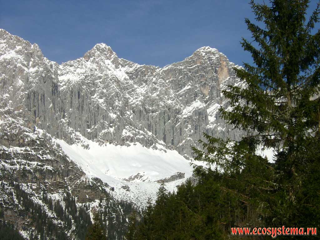 Mountain Ridge Dachstein with the top Hoherdachstein (2995 m) with a dark coniferous spruce forests on the slopes - karst mountain range, the second highest mountain in the Northern Limestone Alps. The surroundings of Ramsau am Dachstein, Steiermark, southern Austria