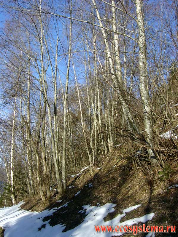 Narrow-leaved forest (birch, grey alder) at the foot of the Grossglockner mountain range. Northern macroslope of the Hohe Tauern mountain range, height is about 1900 m above sea level. Salzburg, Southern Austria
