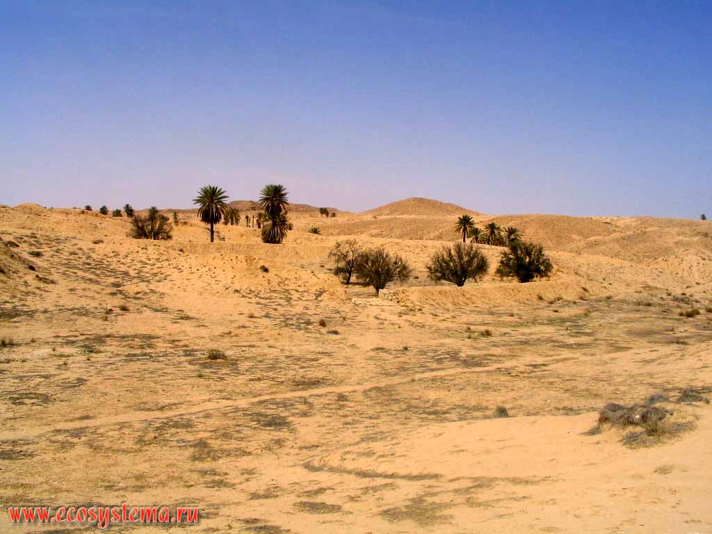 Бывший (покинутый) населенный пункт в песчаной пустыне
с финиковыми пальмами и фруктовыми деревьями