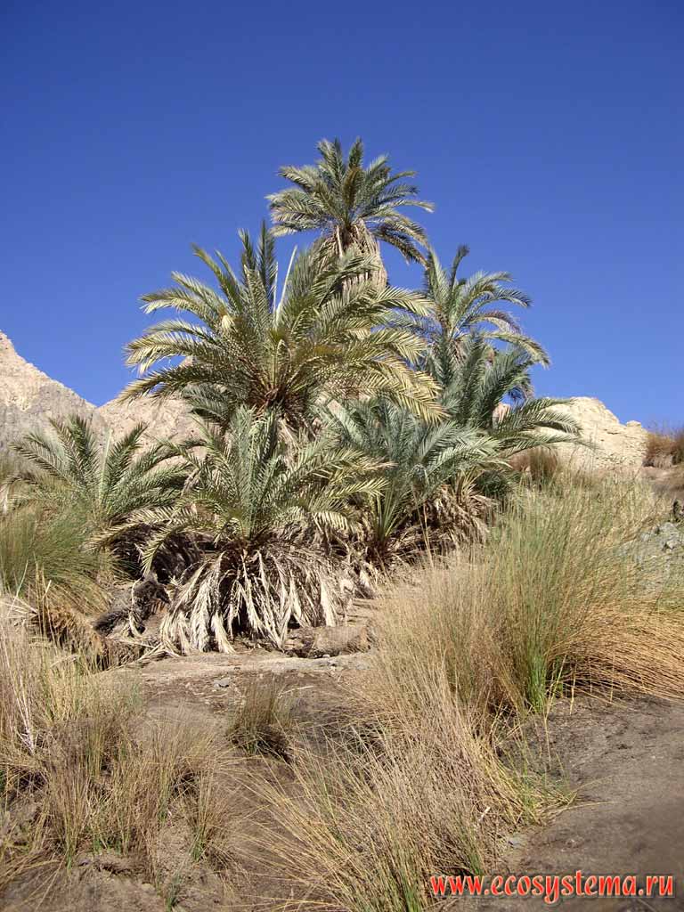 Молодые финиковые пальмы (Phoenix dactylifera L.).
Естественный оазис
