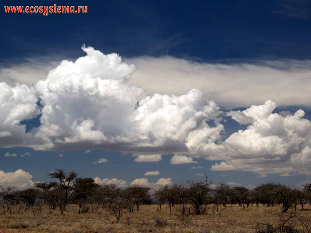 Саванна - чередование участков ксерофитного леса
(акации, тамариски, молочаи), чередующиеся с открытыми травянистыми участками.
Кения, национальный парк Масаи Мара, Восточно-Африканское нагорье