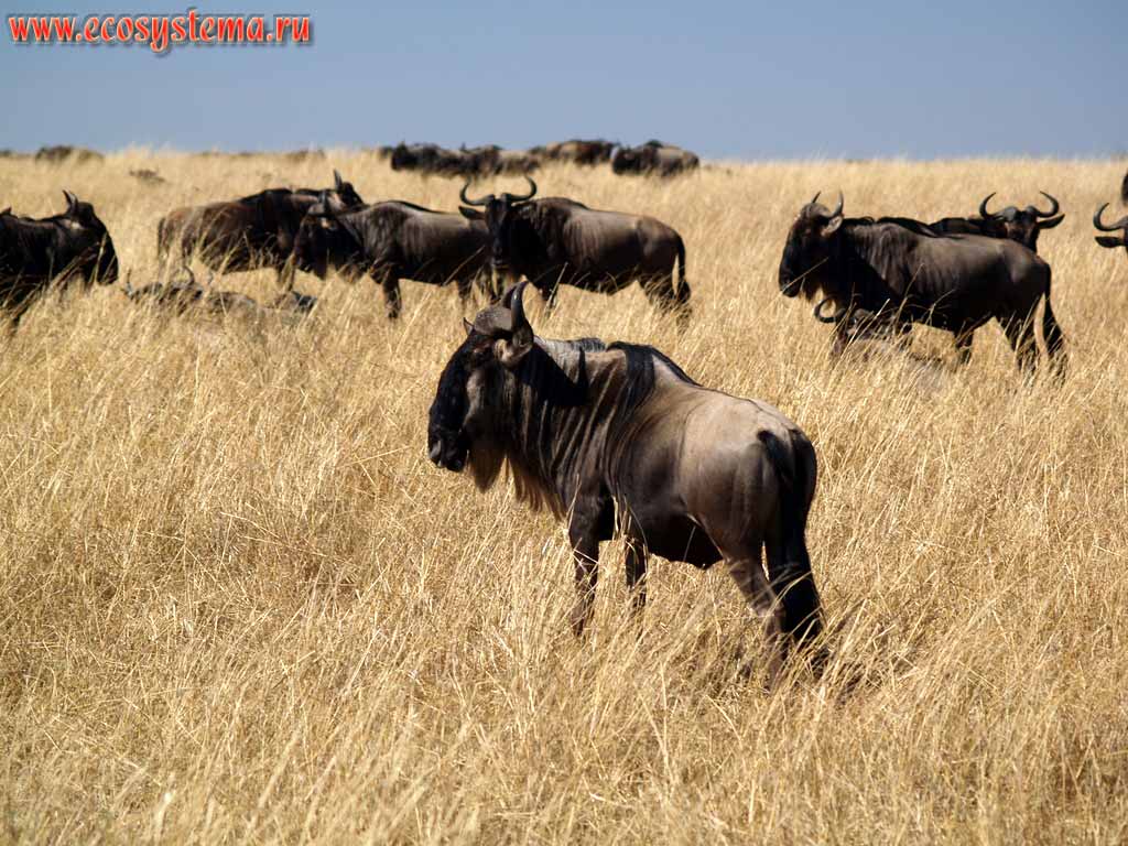 The Herd of Wildebeest (or white-tailed gnu) (Connochaetes gnou),
(genus Gnu - Catoblepas, subfamily Antelope - Antilopina, family Bovina - Cavicornia) in savanna.
Kenya, Masai Mara National park. East-African plateau
