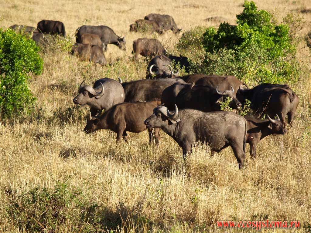 African buffalo (Syncerus caffer) (subspecies Steppe buffalo - Syncerus caffer caffer) in savanna.
Kenya, Masai Mara National park. East-African plateau