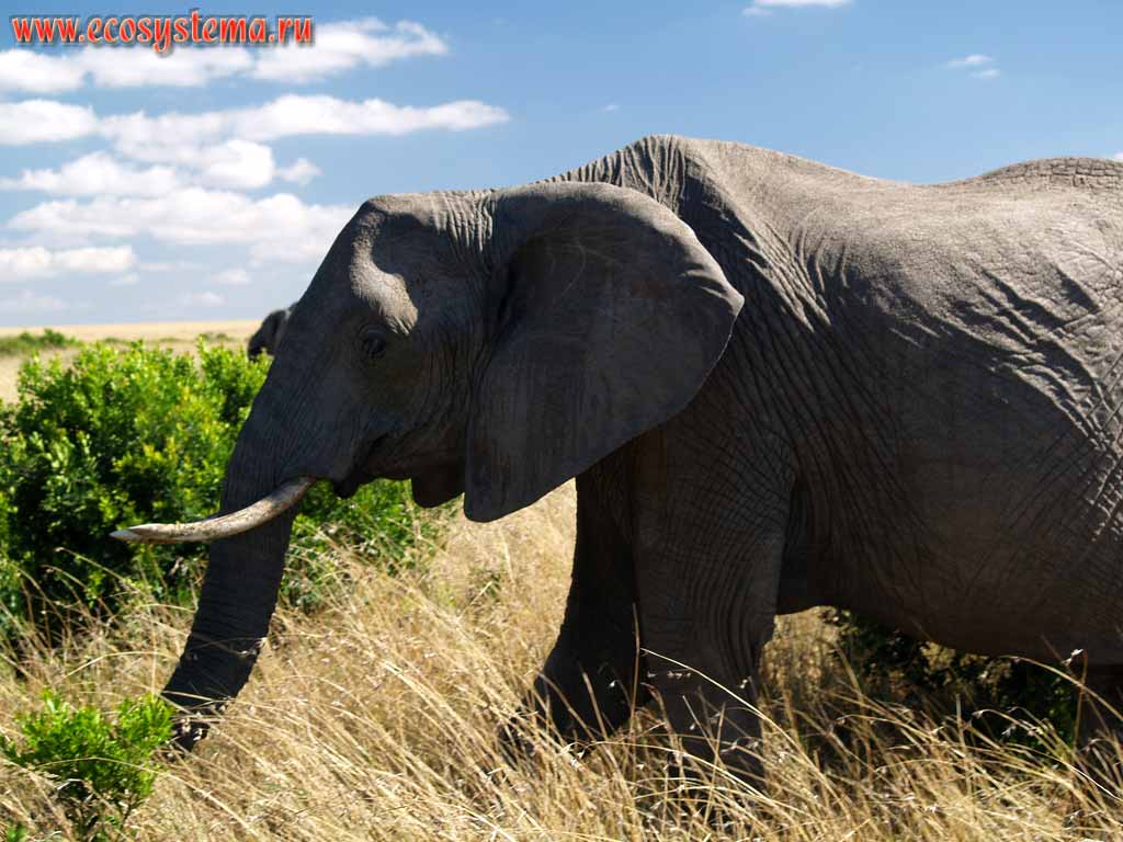 African Bush elephant (Loxodonta africana) in savanna.
(Genus African Elephant - Loxodonta, order Trunk animals - Proboscidea).
Kenya, Masai Mara National park. East-African plateau