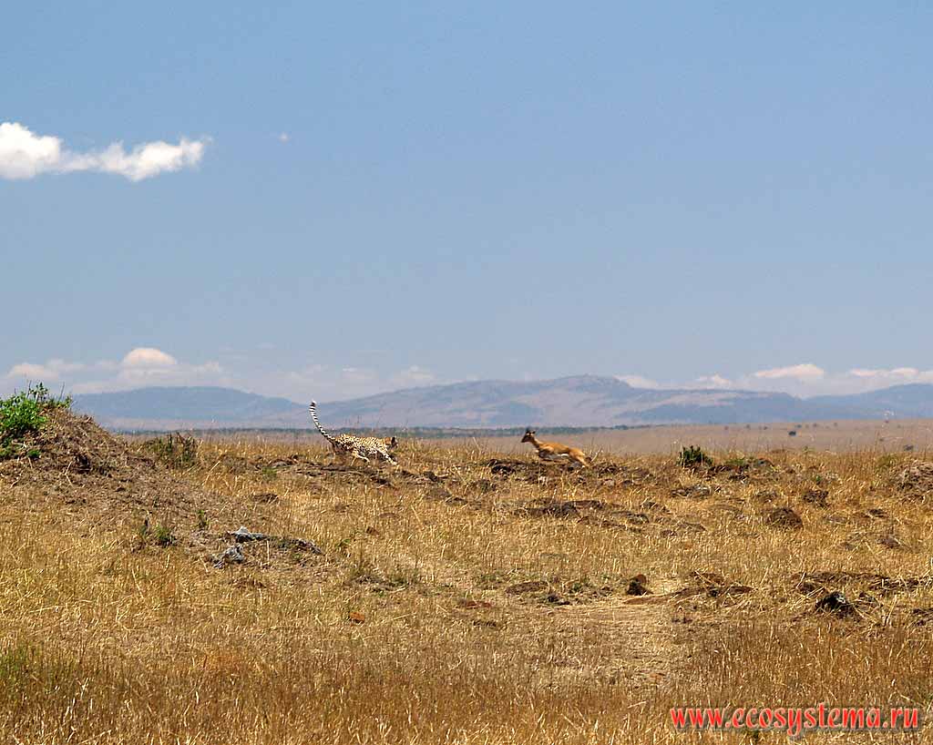 Охота гепарда (Acinonyx jubatus) за молодой импалой (Aepyceros melampus).
Кения, национальный парк Масаи Мара, Восточно-Африканское нагорье