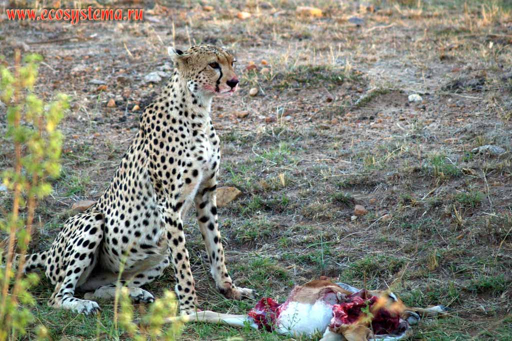 Cheetah (Acinonyx jubatus) after successful hunting for Impala.
Kenya, Masai Mara National park. East-African plateau