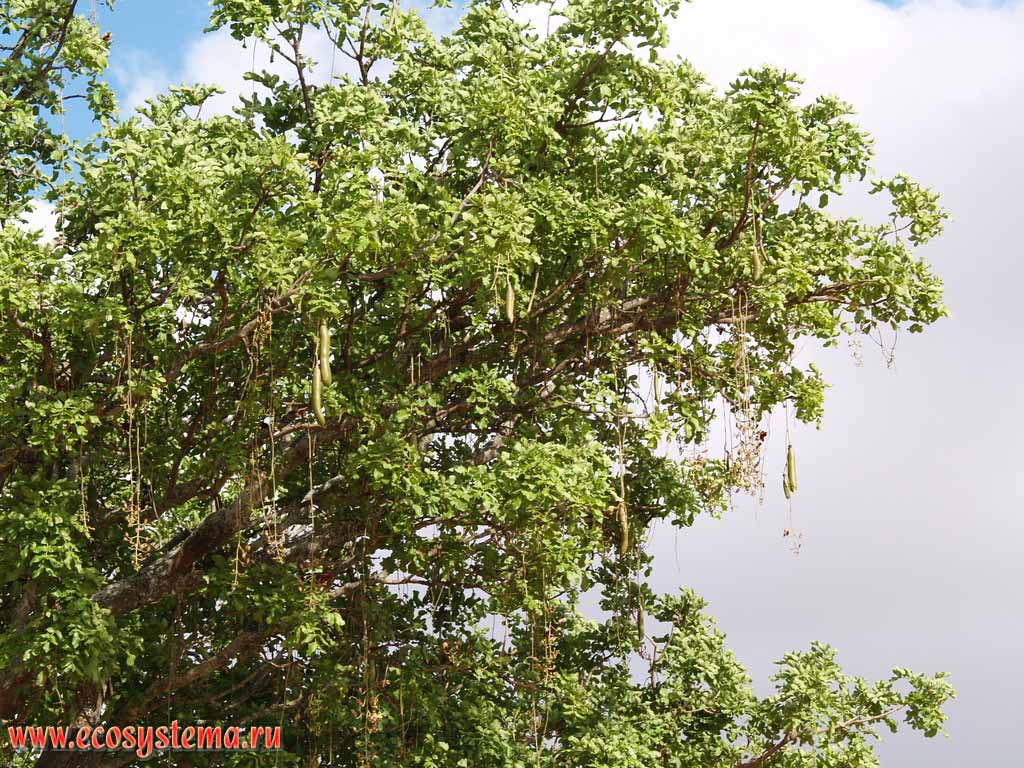 Кигелия африканская, или колбасное, или сосисочное дерево (Kigelia africana)
(семейство Бигнониевые - Bignoniaceae).
Танзания, национальный парк Тарангире