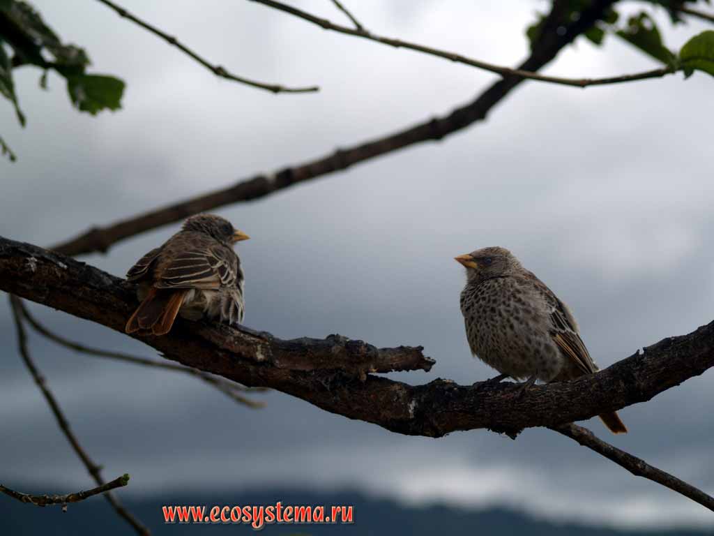 Birds from Finches family. Probably young Cape Canary (Serinus canicollis).
Tanzania, the Ngorongoro caldera