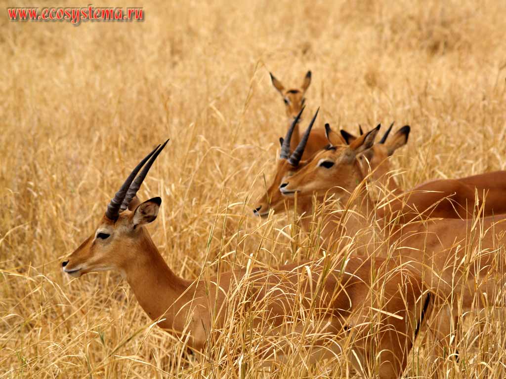 Антилопа Импала (Aepyceros melampus) (самки и молодые самцы) в саванне
(подсемейство Импалы - Aepycerotinae, семейство Полорогие - Bovidae)
Танзания, национальный парк Тарангире