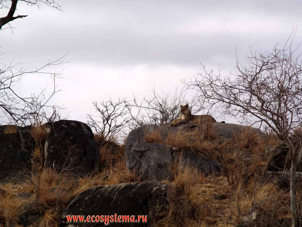 Лев, или африканский лев (Panthera leo) - взрослая самка на наблюдательном пункте
(семейство Кошачьи - Felidae, отряд Хищные - Carnivora).
Танзания, национальный парк Тарангире