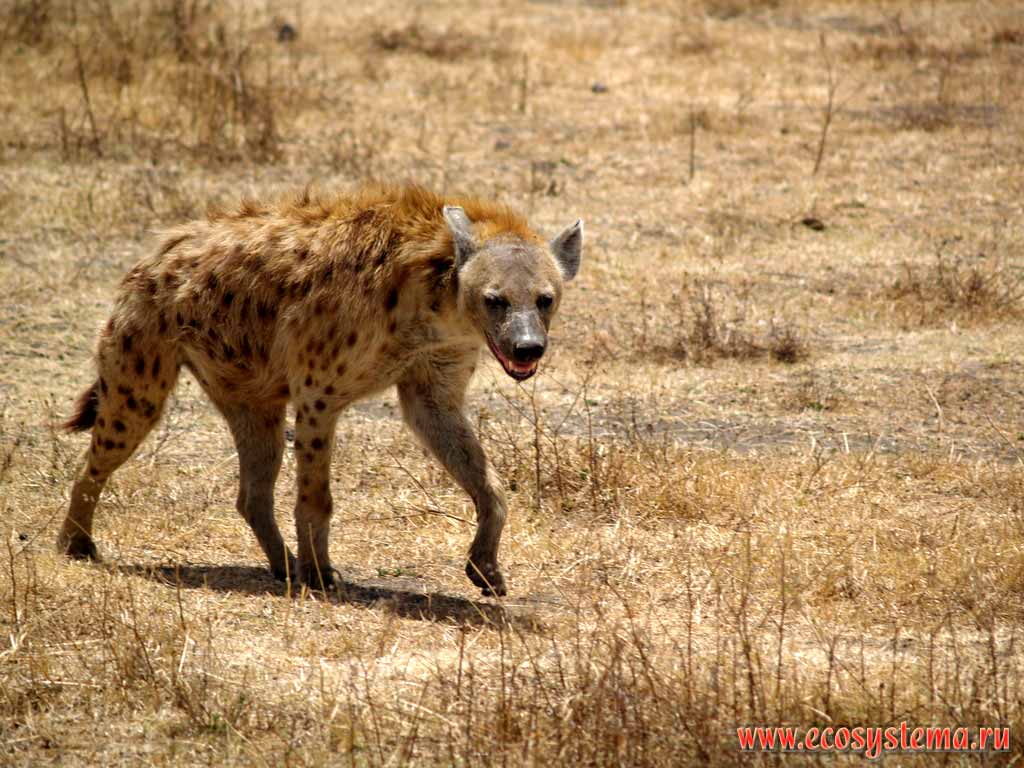 The young Spotted Hyena (Crocuta crocuta)
(family Hyenas - Hyaenidae, order Predatory Mammals - Carnivora).
Tanzania, the Ngorongoro caldera