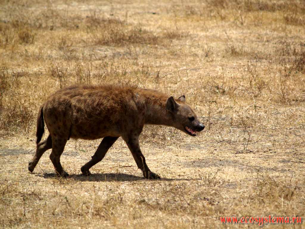 Пятнистая гиена (Crocuta crocuta) - взрослый самец
(семейство Гиеновые - Нуаеnidae, отряд Хищные - Carnivora).
Танзания, кальдера (древний кратер) Нгоронгоро