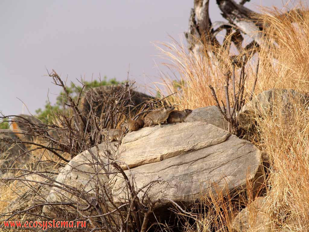 Горные, или жёлто-пятнистые даманы, или даманы Брюса (Heterohyrax bruceii)
(отряд Даманы, или Жиряки - Hyracoidea).
Танзания, национальный парк Тарангире