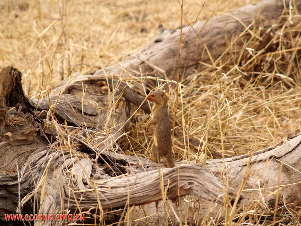 Южный карликовый мангуст (Helogale parvula)
(семейство Мангустовые - Herpestidae, отряд Хищные - Carnivora).
Танзания, национальный парк Тарангире
