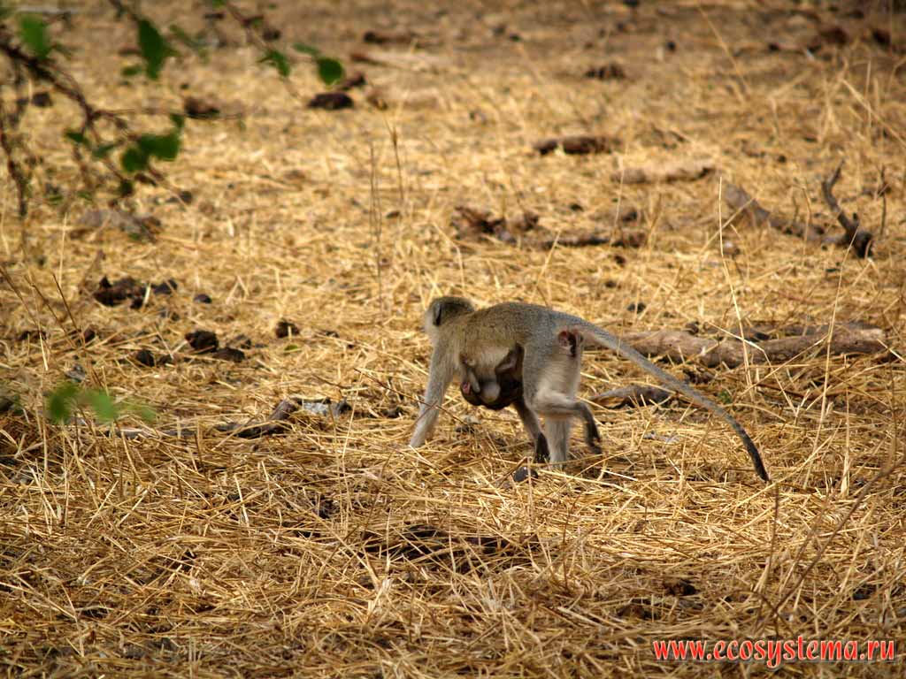Vervet Monkey (Chlorocebus pygerythrus) with the cub
(family Old World Monkeys - Cercopithecidae, superorder Narrow-nosed Monkeys - Catarhina).
Tanzania, Tarangire National Park