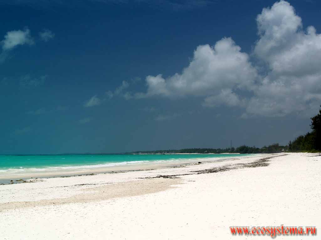 Песчаный пляж на тропическом острове. Берег Индийского океана,
остров Занзибар, Танзания