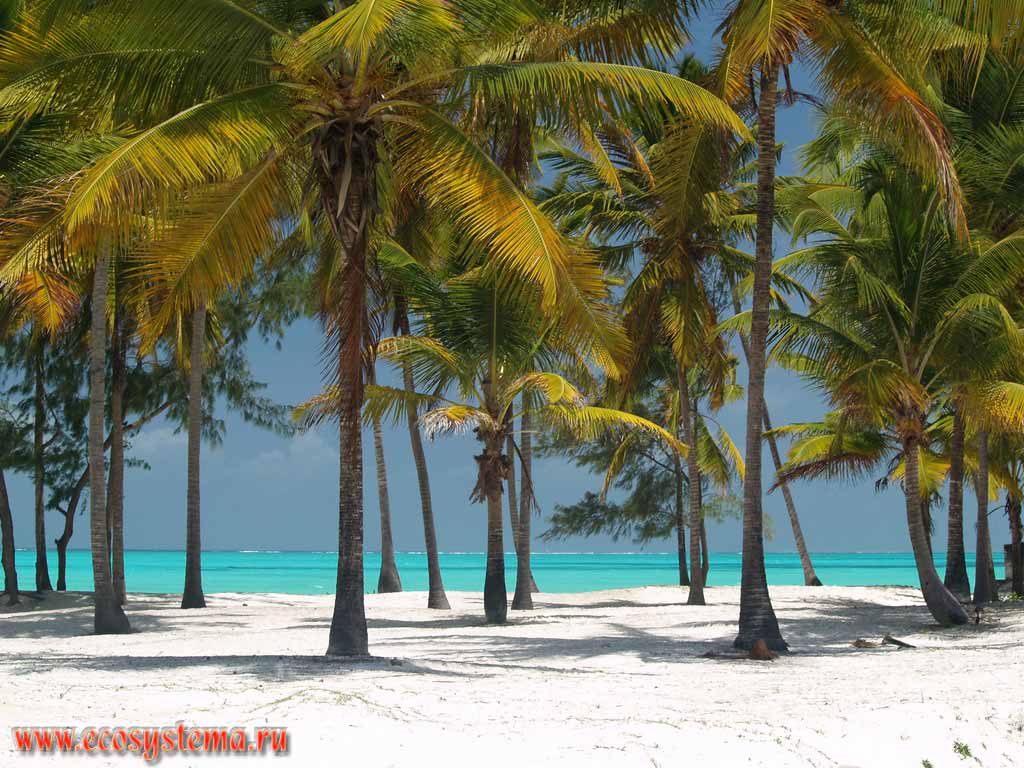 Кокосовые пальмы (Cocos nucifera) на песчаном пляже тропического острова.
Берег Индийского океана. Танзания, остров Занзибар