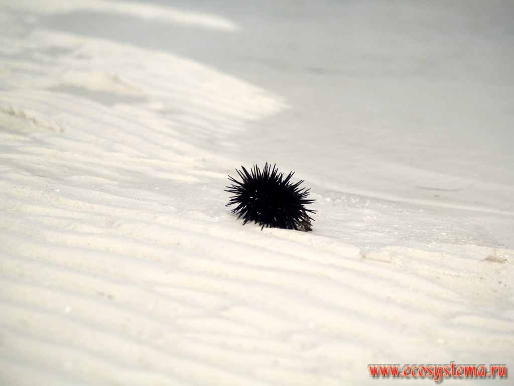 The Sea urchin (Echinoidea) on the sandy shore of Indian Ocean.
Tanzania, Zanzibar island