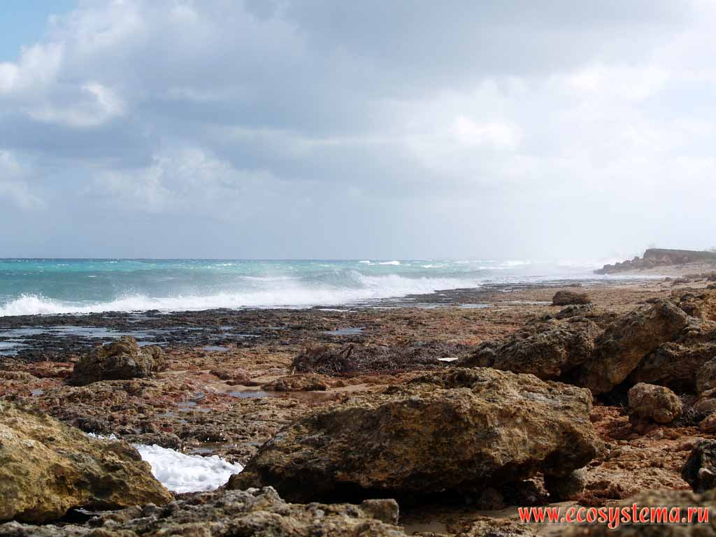 The scarp, which was formed by surf.
Gulf of Mexico, Greater Antilles, Varadero