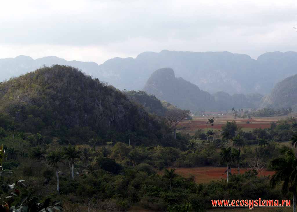 Mountain landscape of Cuba and humid (moist) tropic forests.
Pinar del Rio (west of Cuba)