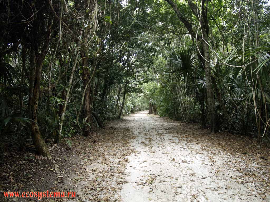 Тропический лес (джунгли) в национальном парке Тикаль (Tikal).
Провинция Эль-Петен, Гватемала