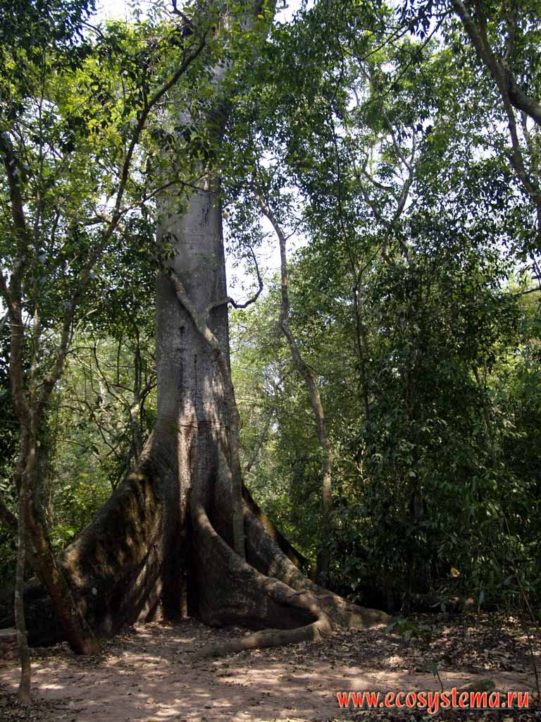 Вечнозеленый тропический лес. В центре - Хлопковое дерево, или Капок,
или Сейба пятитычинковая (Ceiba pentandra) (семейство Мальвовые - Malvaceae)
с характерными контрфоросными (досковидными) корнями - подпорками.
Национальный парк Копан, запад Гондураса