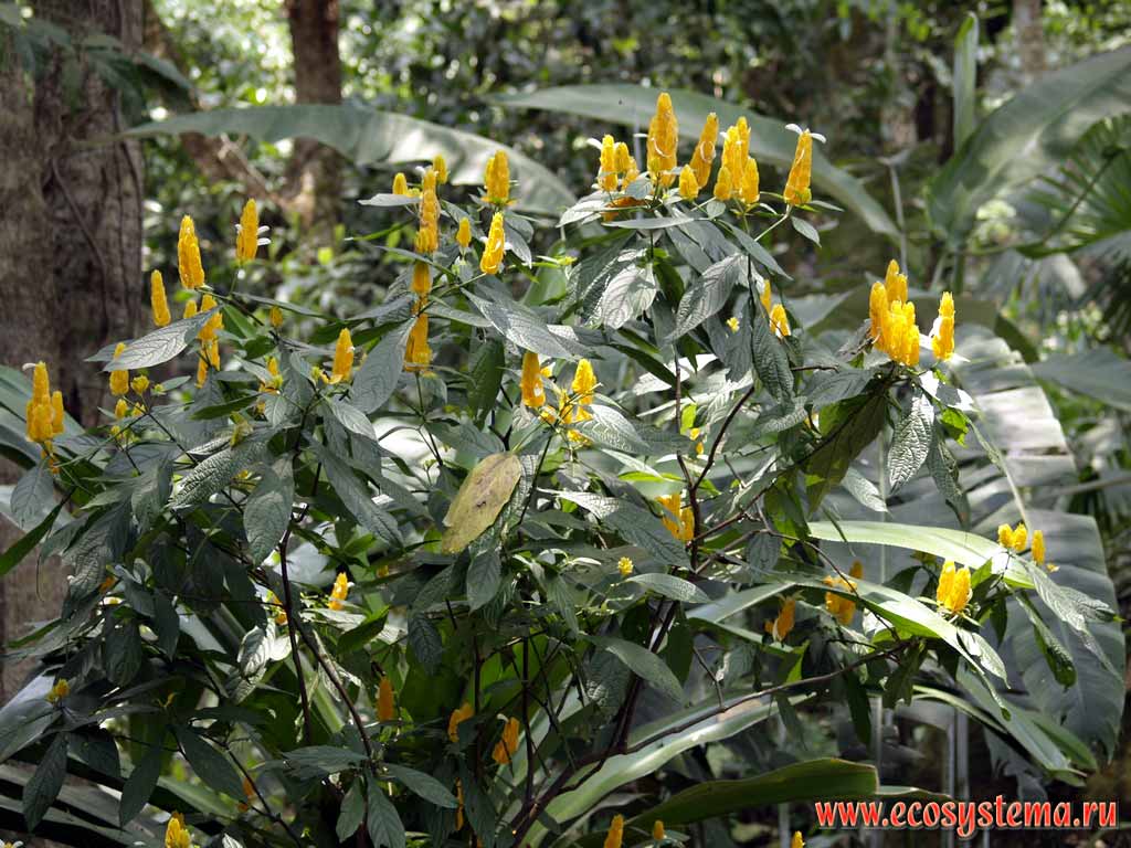 Пахистахис желтый - Pachystachys lutea
(семейство Акантовые - Acanthaceae, порядок Губоцветные - Lamiales).
Национальный парк Копан, запад Гондураса