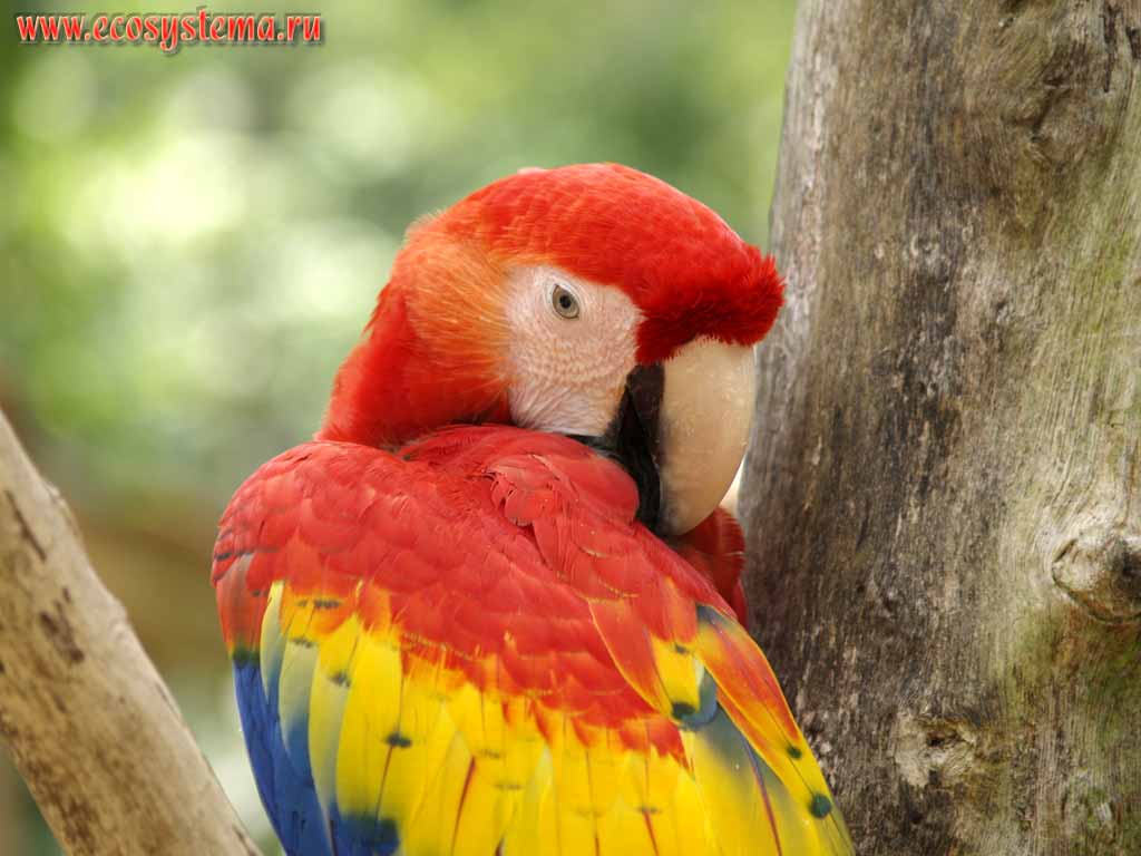 Ара красный, или араканга (Ara macao) (семейство Попугаевые - Psittacidae,
отряд Попугаеобразные - Psittaciformes).
Национальный парк Копан, запад Гондураса