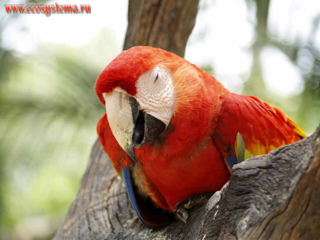 Ара красный, или араканга (Ara macao) (семейство Попугаевые - Psittacidae,
отряд Попугаеобразные - Psittaciformes).
Национальный парк Копан, запад Гондураса
