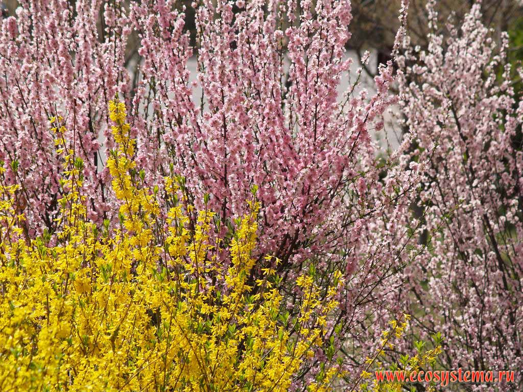 Цветущие сакура (различные виды вишни Prunus sp.) (род Слива - Prunus)
и форзиция (Forsythia sp) (семейство Маслиновые - Oleaceae)