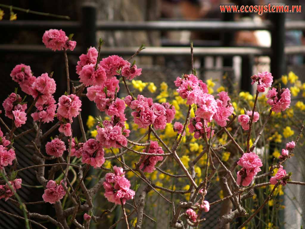 Цветущий рододендрон Rhododendron sp.
(по-видимому один из культурных махровых сортов)