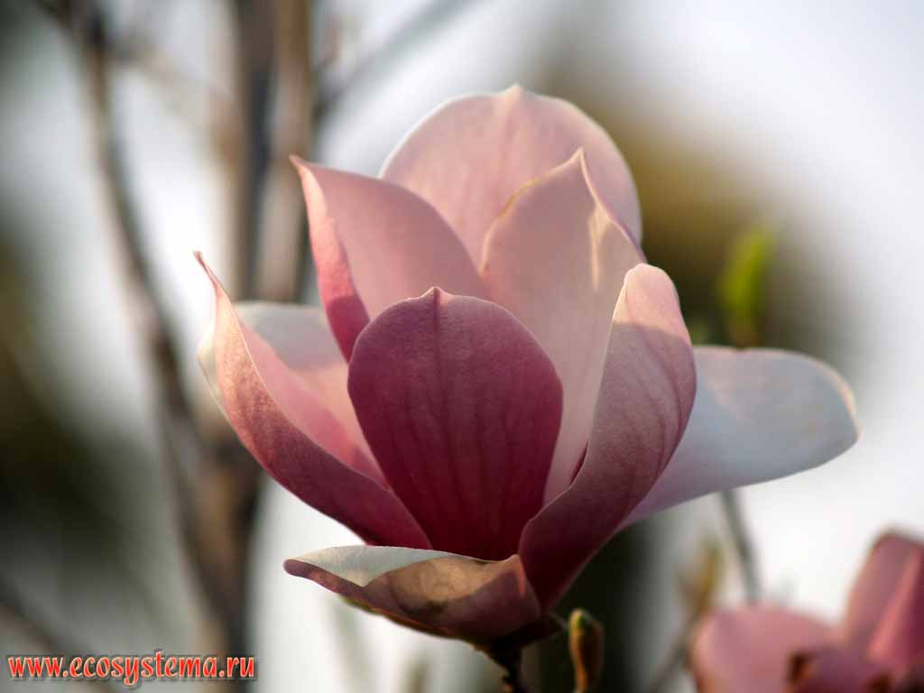 The flower of Magnolia, maybe Saucer Magnolia (Magnolia soulangeana)
(Magnolia family - Magnoliaceae)