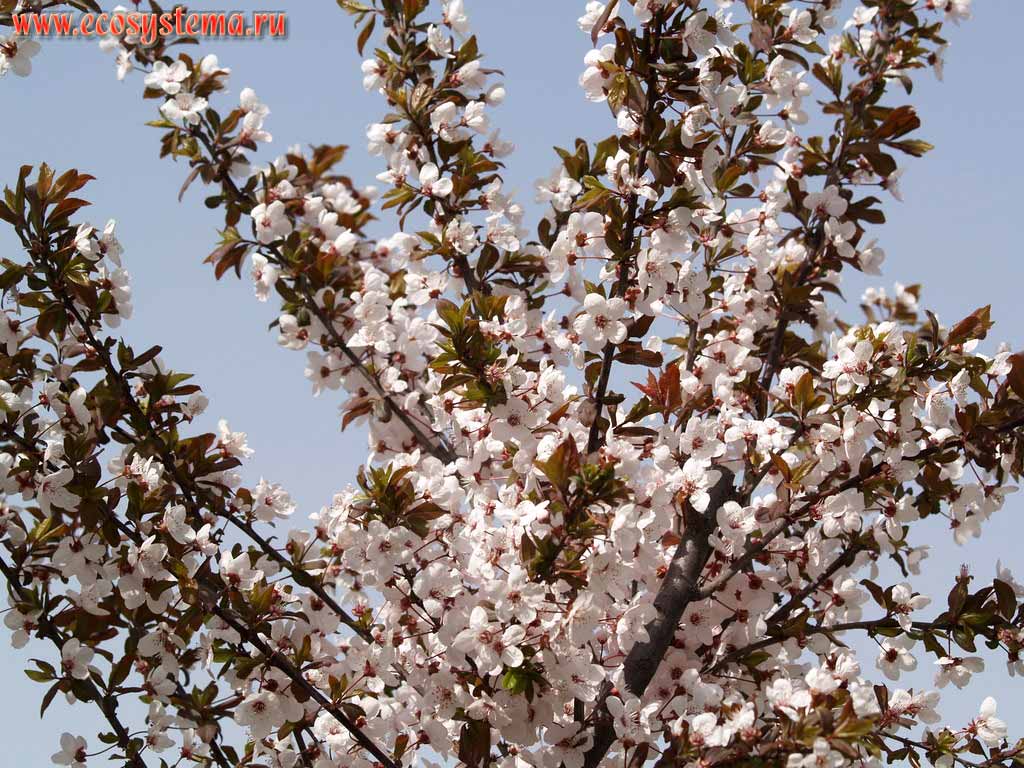 The blooming Plum-tree (Prunus)