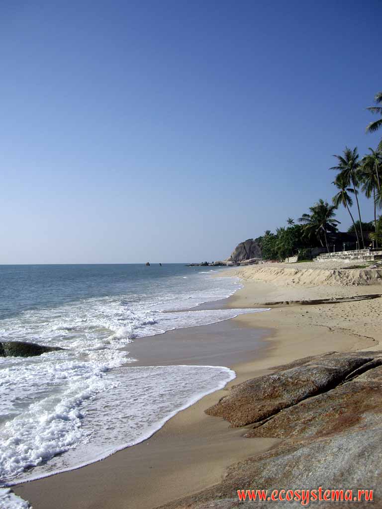 Песчаные пляжи острова Самуи (Кокосовый остров). На берегу - кокосовые пальмы (Cocos nucifera).
Остров Самуи, Таиланд, полуостров Индокитай
